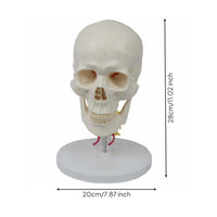 skull and Neck Model Detachable Life Size Skull Model Study Display for Teachers, Classroom