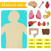 22 Pieces Organ Placement Busy Board DIY Learning Textile Biological Structure
