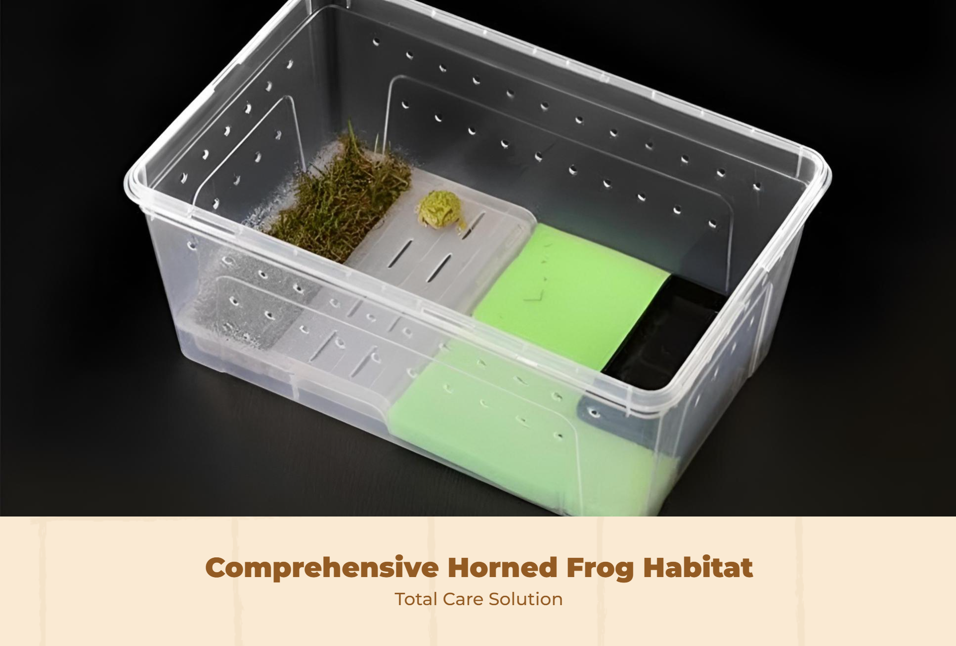 Escape-proof Horned Frog Terrarium