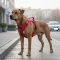 Retractable Dog Leash Harness Adjustable Pet Gear Easy Control for Large Dogs