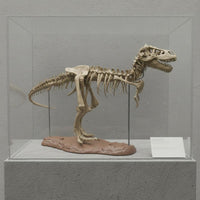 3D Dinosaur Skeleton Model Large Size Tyrannosaurus Rex Bone Assembly DIY