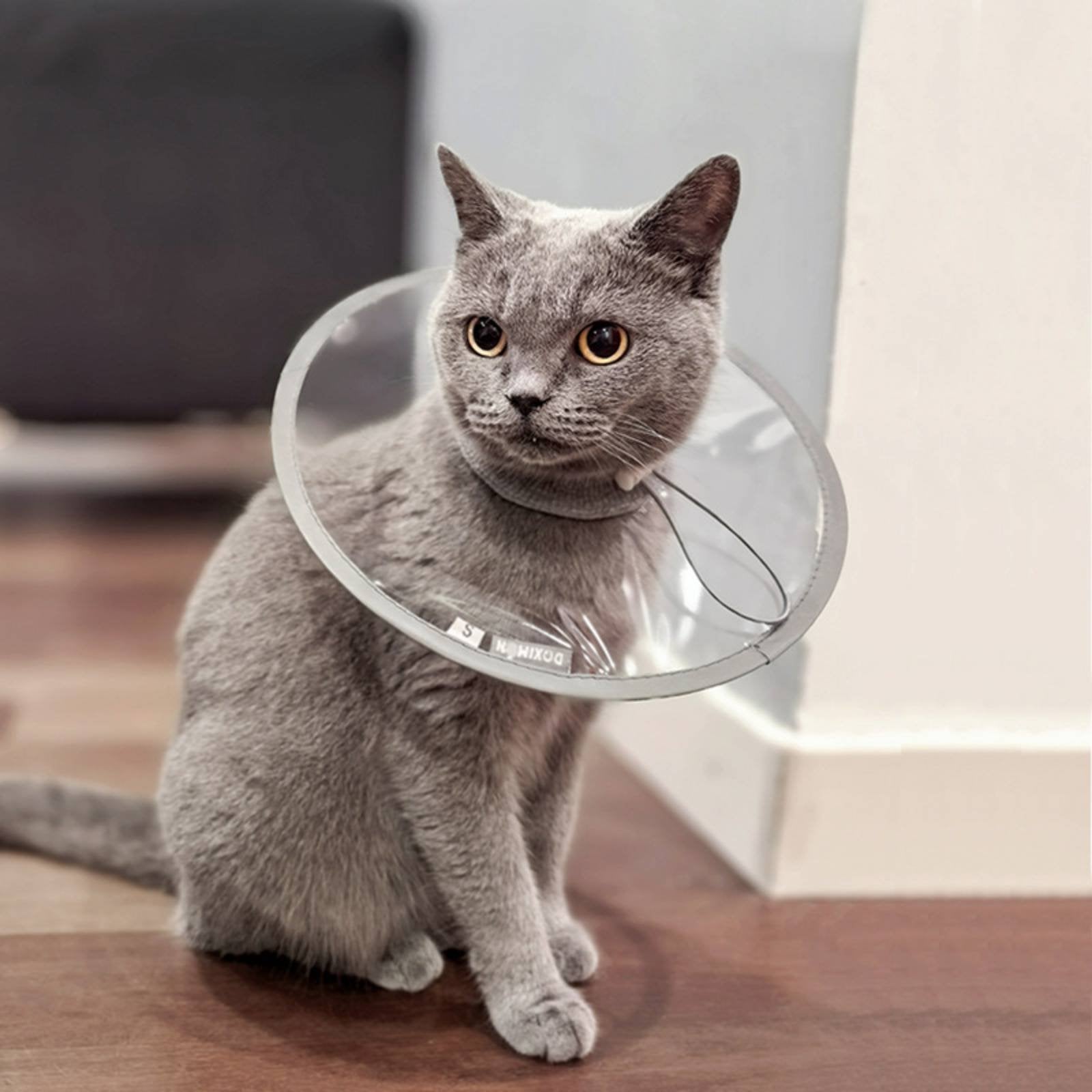 Elizabethan Collar Clear Vision Cat Recovery Cone Allows Eating and Drinking