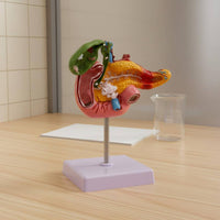 Digestive System Pathology Model Display for Classroom, Science Lab