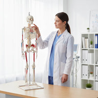 Flexible Spine Skeleton Model Nerve Detail Flexible Skeleton Model PVC for Health Center