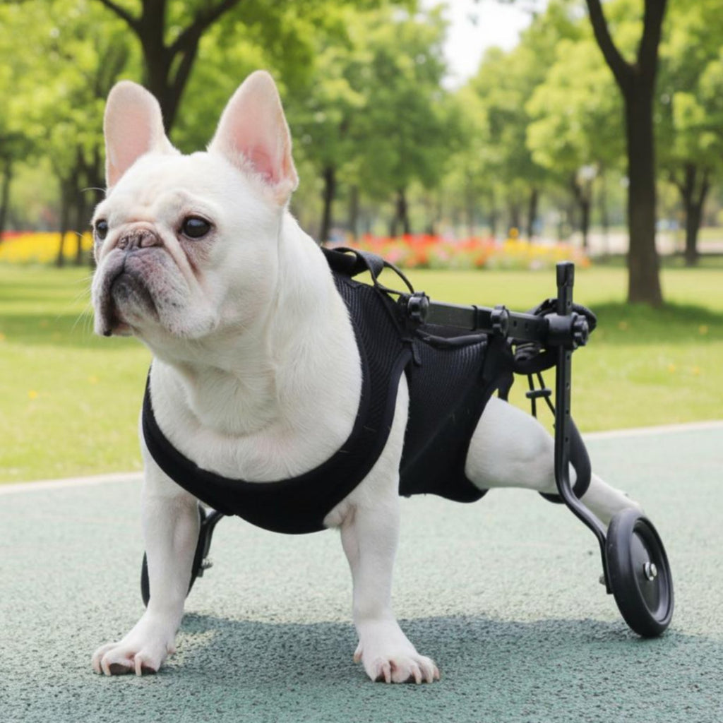 Rehabilitation Dog Wheelchair Stable Hind Leg Carrier Durable for Outdoor Walks