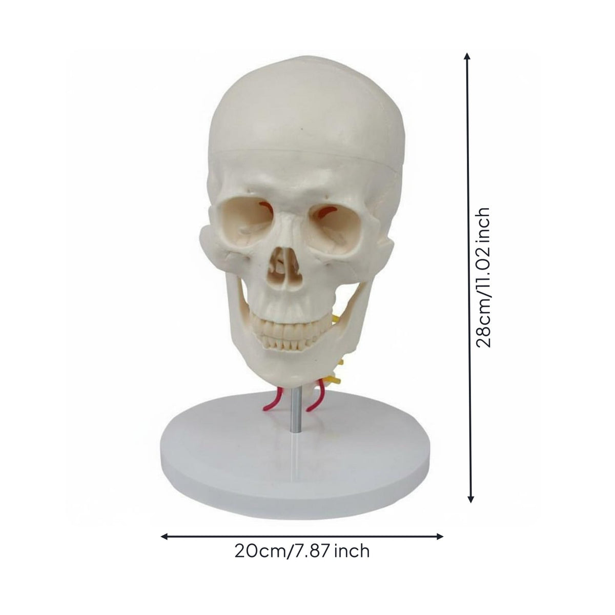 skull and Neck Model Detachable Life Size Skull Model Study Display for Teachers, Classroom