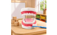 Brushing Practice Model Visible Lingual Surface Teaching Aid Pink Gums