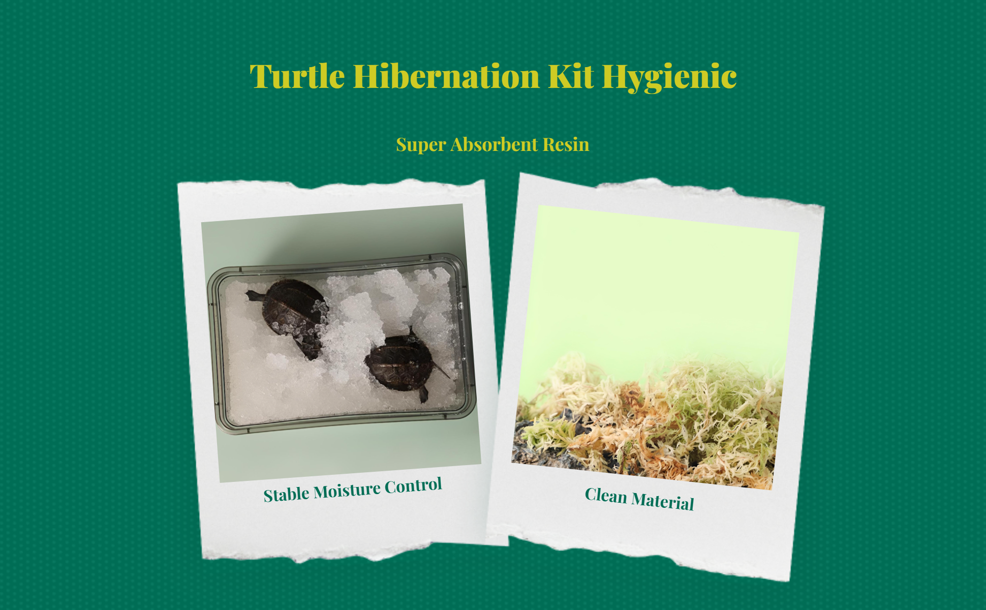 Turtle hibernation kit: resin base