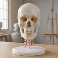 skull and Neck Model Detachable Life Size Skull Model Study Display for Teachers, Classroom
