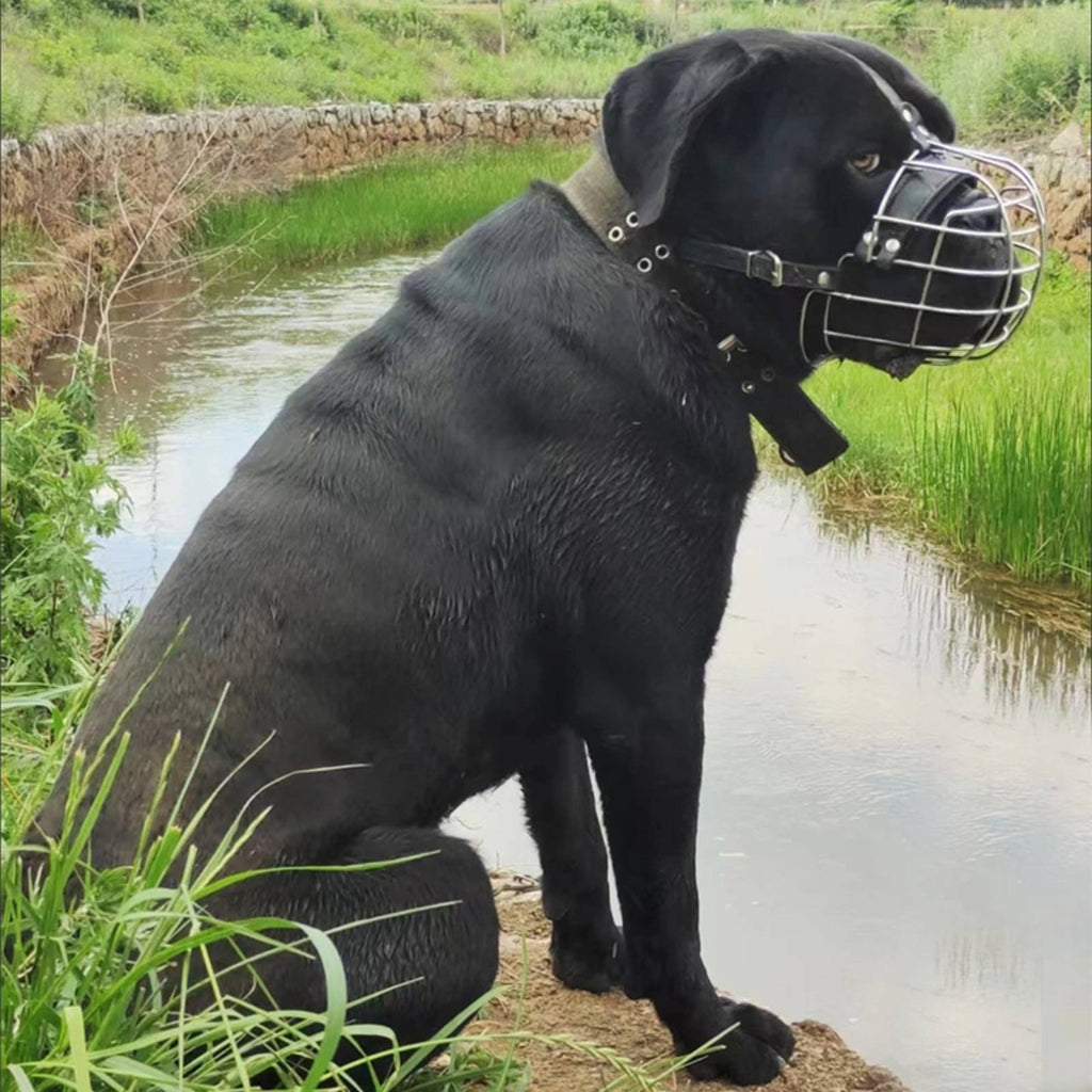 Metal Dog Muzzle Allows Panting Pet Gear Comfortable Padding