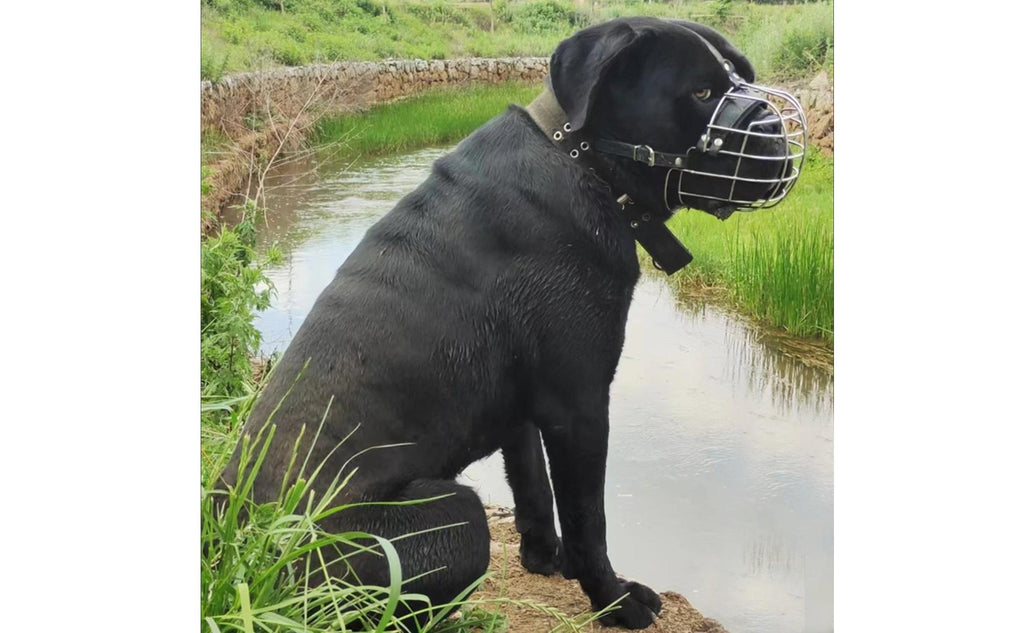 Metal Dog Muzzle Allows Panting Pet Gear Comfortable Padding