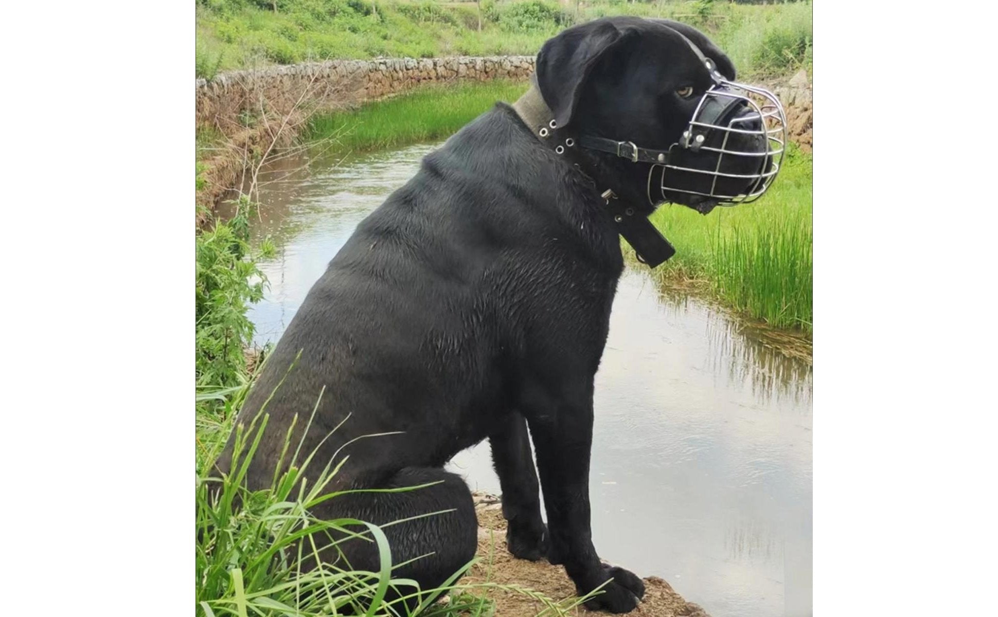 Metal Dog Muzzle Allows Panting Pet Gear Comfortable Padding