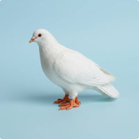 4 Pieces 1/64 Scale Pigeon Model Realistic Miniature Pigeon Model
