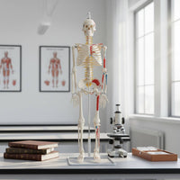 Flexible Spine Skeleton Model Nerve Detail Flexible Skeleton Model PVC for Health Center