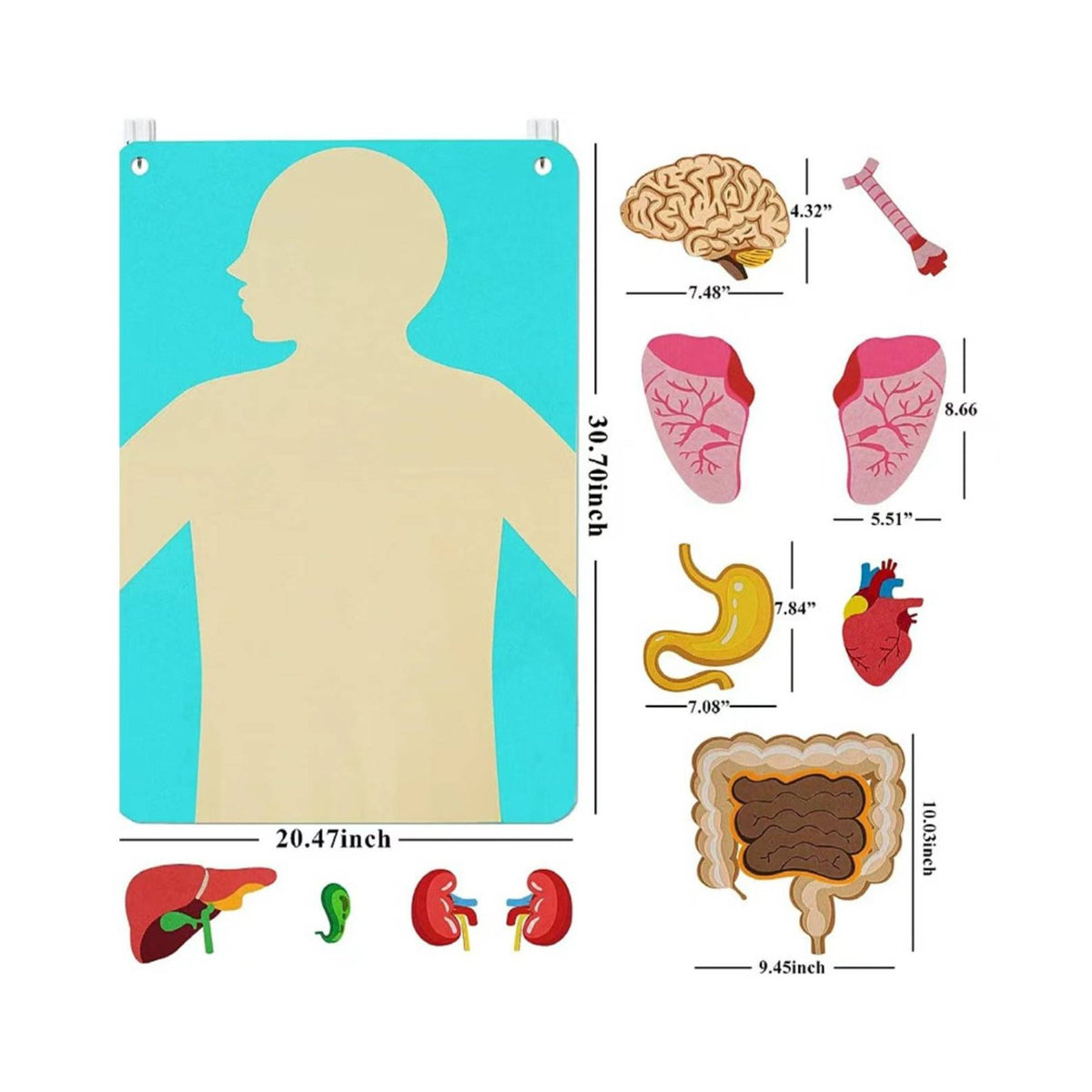 22 Pieces Organ Placement Busy Board DIY Learning Textile Biological Structure