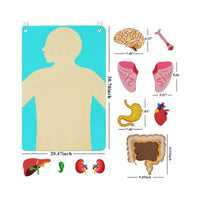 22 Pieces Organ Placement Busy Board DIY Learning Textile Biological Structure