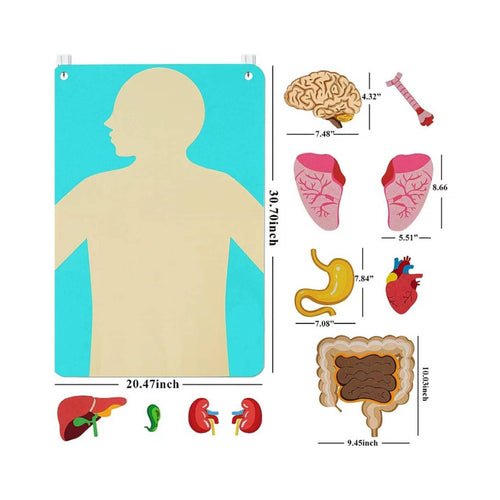 22 Pieces Organ Placement Busy Board DIY Learning Textile Biological Structure