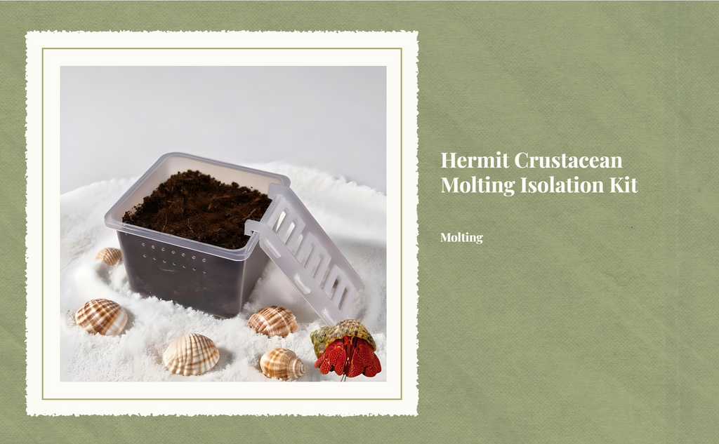 Hermit Crustacean Molting Isolation Habitat Setup Container