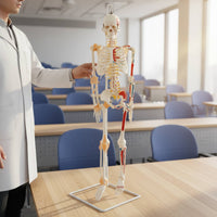 Flexible Spine Skeleton Model Nerve Detail Flexible Skeleton Model PVC for Health Center