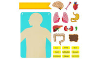 22 Pieces Organ Placement Busy Board DIY Learning Textile Biological Structure