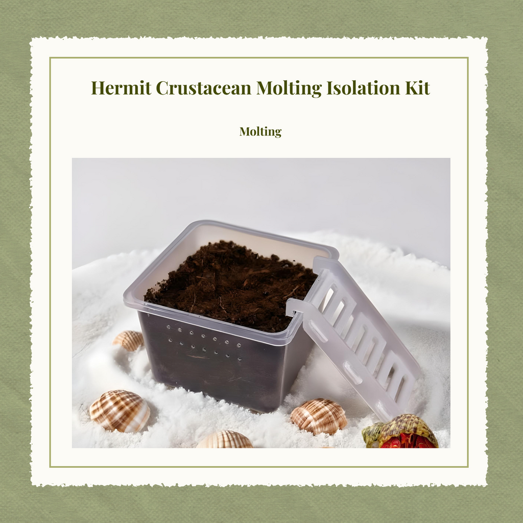 Hermit Crustacean Molting Isolation Habitat Setup Container
