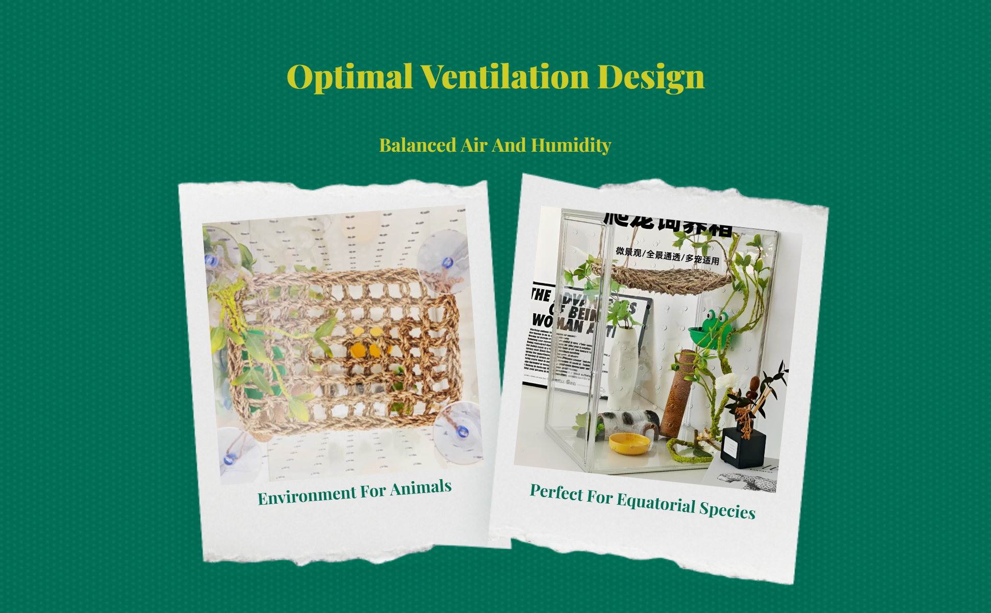 Ventilated acrylic terrarium for amphibians
