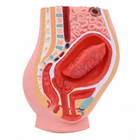 Postpartum Pelvis Model Anatomically Detailed Placental Detachment Model