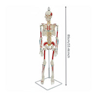 Flexible Spine Skeleton Model Nerve Detail Flexible Skeleton Model PVC for Health Center