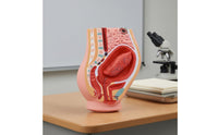 Postpartum Pelvis Model Anatomically Detailed Placental Detachment Model