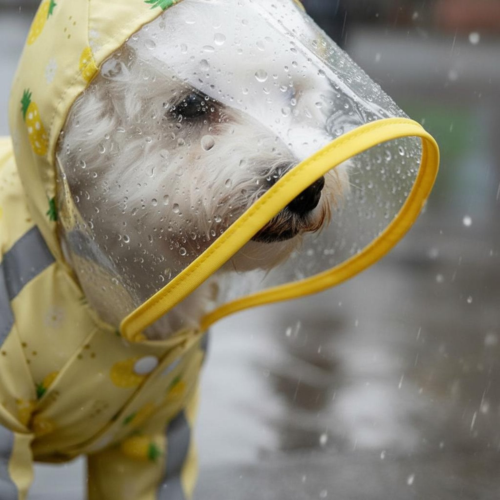 Full Body Dog Raincoat Transparent Pet Clothing Breathable for Muddy Ground