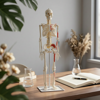 Flexible Spine Skeleton Model Nerve Detail Flexible Skeleton Model PVC for Health Center