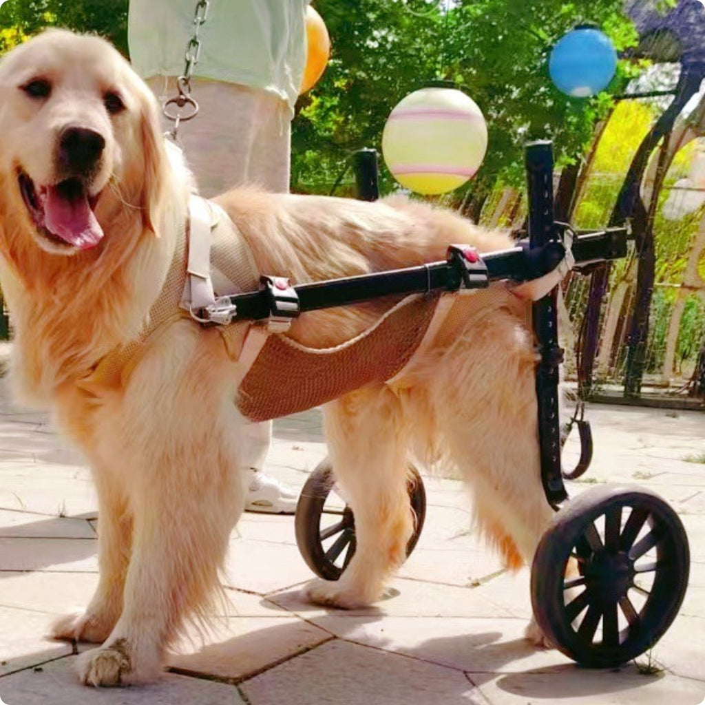 Pet Wheelchair Training Walking Aid Rear Support Wheelchair Adjustable Frame
