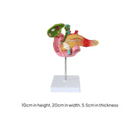Pancreas Pathology Model Multicolored Mounted Anatomy Display Realistic Texture