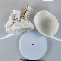 skull and Neck Model Detachable Life Size Skull Model Study Display for Teachers, Classroom
