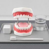 Brushing Practice Model Visible Lingual Surface Teaching Aid Pink Gums