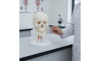 skull and Neck Model Detachable Life Size Skull Model Study Display for Teachers, Classroom