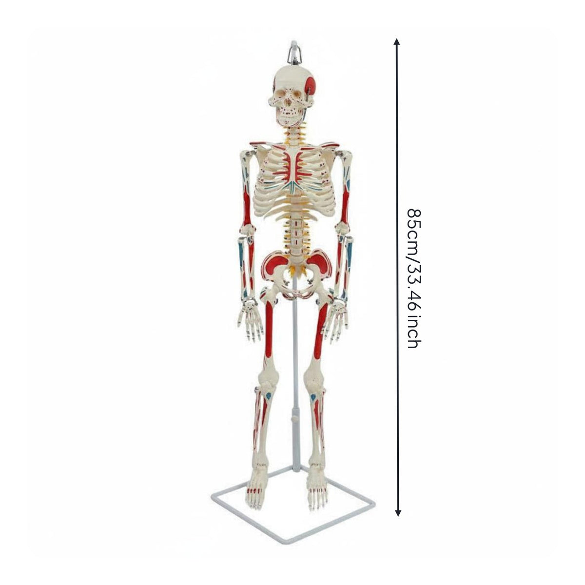 Flexible Spine Skeleton Model Nerve Detail Flexible Skeleton Model PVC for Health Center