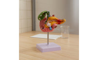 Digestive System Pathology Model Display for Classroom, Science Lab