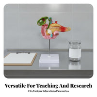 Pancreas Pathology Model Multicolored Mounted Anatomy Display Realistic Texture