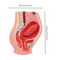 Postpartum Pelvis Model Anatomically Detailed Placental Detachment Model