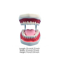 Brushing Practice Model Visible Lingual Surface Teaching Aid Pink Gums