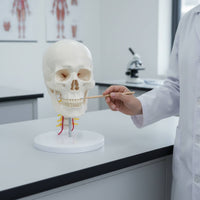 skull and Neck Model Detachable Life Size Skull Model Study Display for Teachers, Classroom